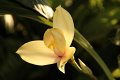Phalaenopsis   058